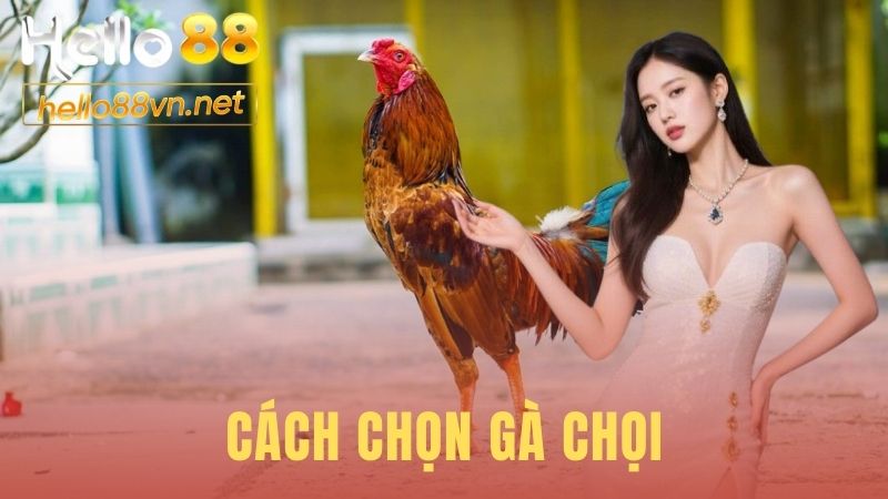 Cách Chọn Gà Chọi | 3 Yếu Tố Xem Tướng Mạo Tại Hello88