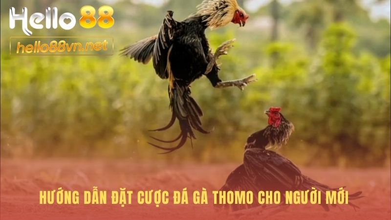 Hướng dẫn đặt cược đá gà trực tiếp từ A-Z cho người mới