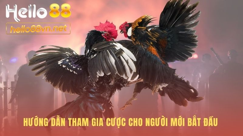 Hướng dẫn đặt cược đá gà Hello88 qua các bước đơn giản
