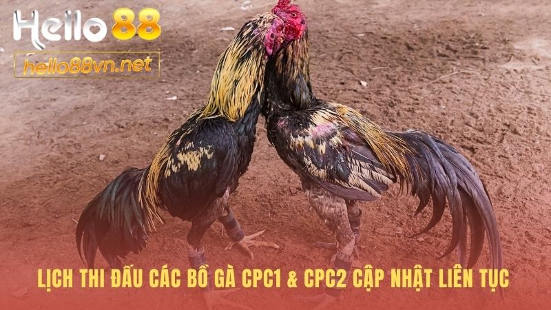 Lịch thi đấu đá gà Thomo cập nhật liên tục hàng ngày