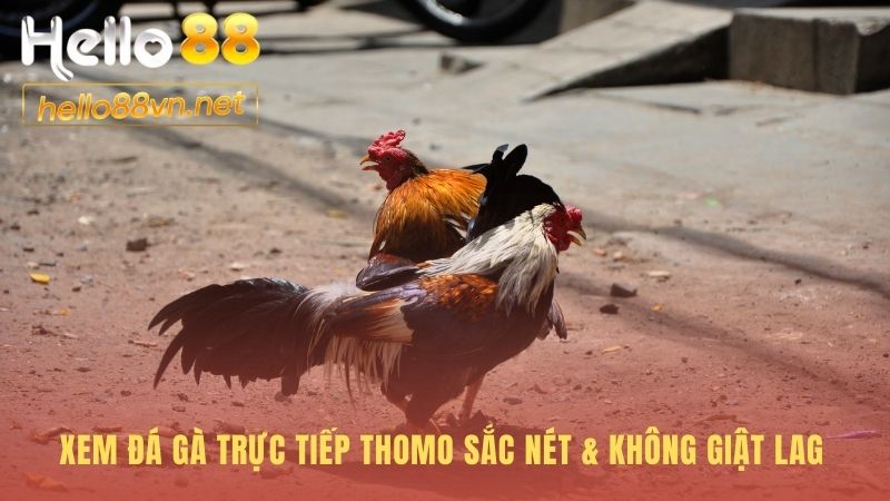 Xem đá gà trực tiếp chất lượng Full HD không bị gián đoạn