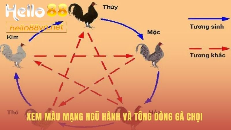 Cách chọn gà chọi theo ngũ hành để tăng thêm vượng khí