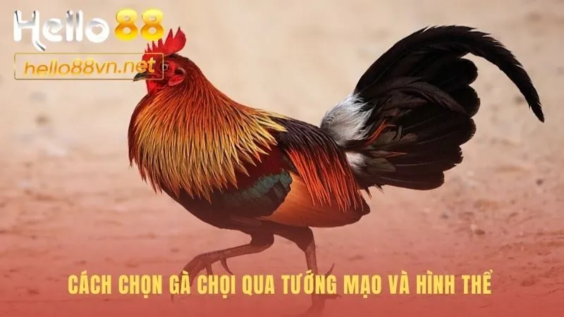 Cách chọn gà chọi qua hình thể giúp nhận diện chiến binh