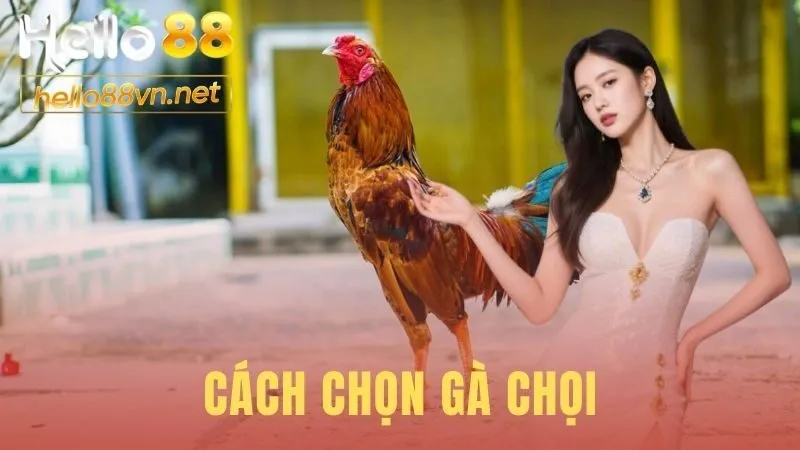 Cách Chọn Gà Chọi
