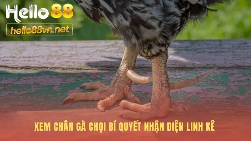 Soi vảy chân gà chọi để tìm ra những linh kê dị tướng