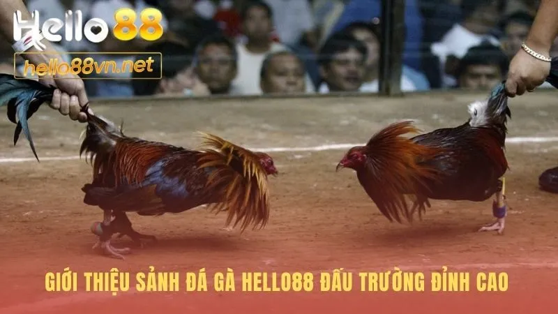 Giới thiệu sảnh đá gà Hello88 quy tụ chiến kê huyền thoại