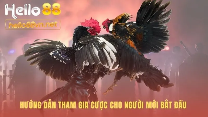 Hướng dẫn đặt cược đá gà Hello88 qua các bước đơn giản