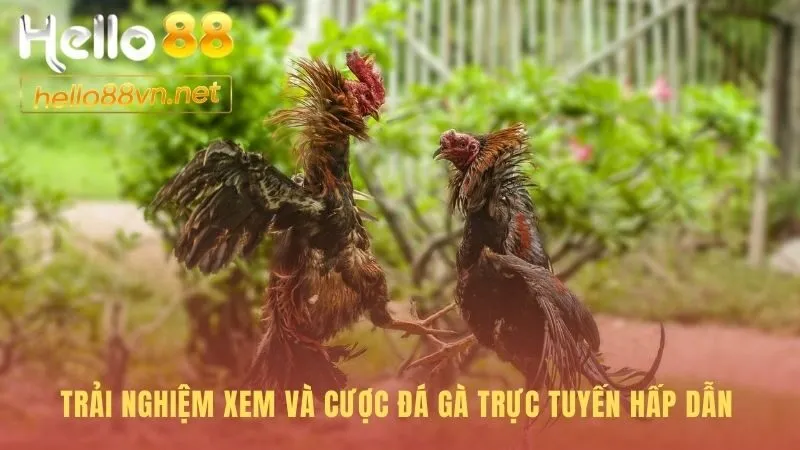 Trải nghiệm xem cược khác biệt từ hình ảnh đến âm thanh